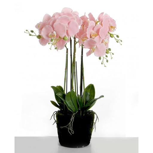 Pink Real Touch Potted Orchid Plant in Moss Style Pot x 60cm