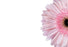 50 Blank Florist Cards - Pale Pink Gerbera