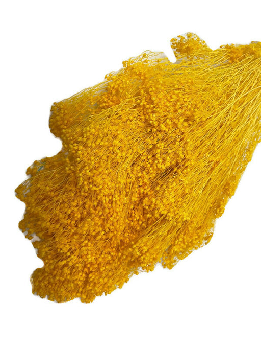Preserved Broom Blooms x 50cm - 100g - Yellow