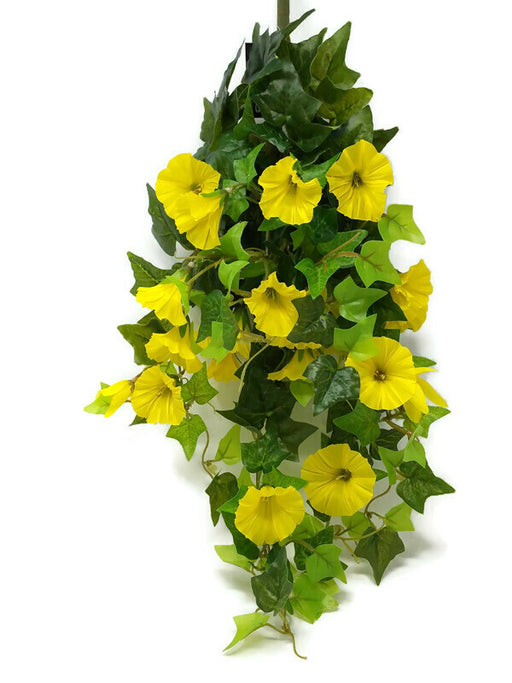Trailing Morning Glory x 64cm - Yellow * Due Early June*