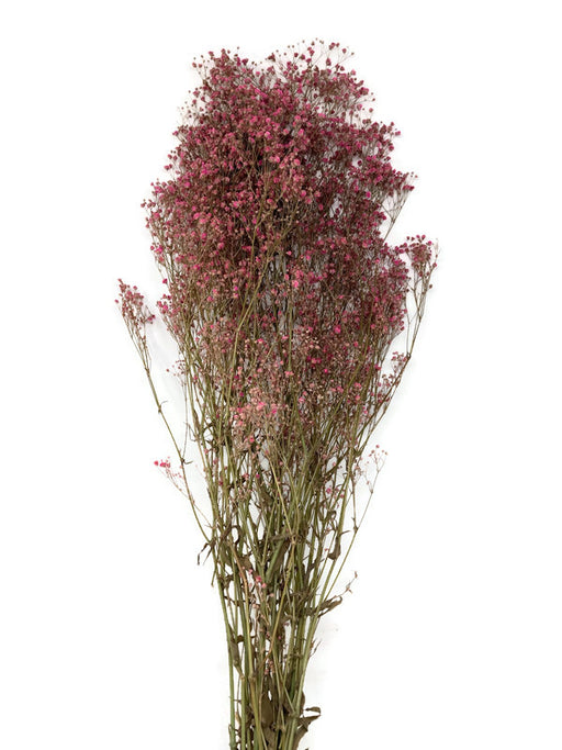 Preserved Gypsophila x 60cm - Pink/Natural - 100g per pack