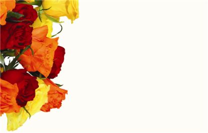 50  Florist Cards - Blank Mixed Rose