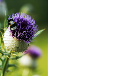 50  Florist Cards - Blank Purple Thistle