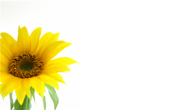 50  Florist Cards - Blank Rose Sunflower