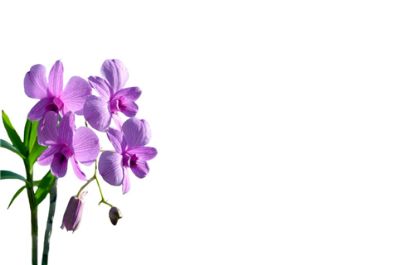 50  Florist Cards - Lilac Orchid