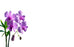 50  Florist Cards - Lilac Orchid