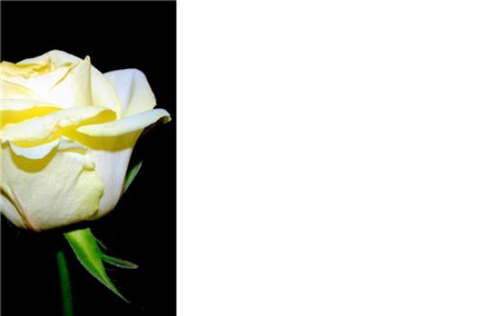 50  Florist Cards - Blank Cream Rose