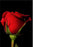 50  Florist Cards - Blank Rose Red/Black