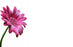 50  Florist Cards - Blank Pink Gerbera
