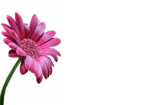 50  Florist Cards - Blank Pink Gerbera