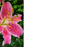 50  Florist Cards - Blank Pink Lily