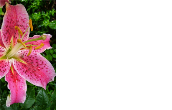 50  Florist Cards - Blank Pink Lily