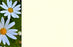 50  Florist Cards - Blank White Daisies