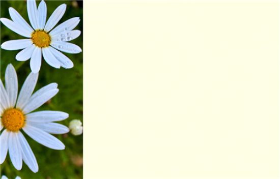 50  Florist Cards - Blank White Daisies