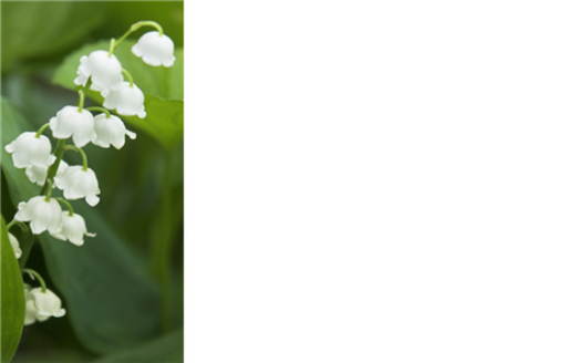 50 Blank  Florist Cards - Lily of the valley