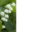 50 Blank  Florist Cards - Lily of the valley
