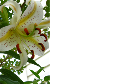 50  Florist Cards - Blank Giant Lily