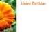 50  Florist Cards - Happy Birthday Orange Gerbera