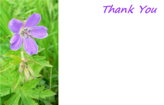 50  Florist Cards - Thank You Lilac Flower