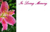 50  Florist Cards - In Loving Memory Pink Lily