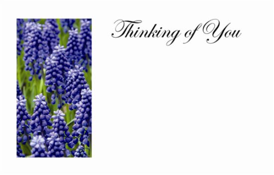 50  Florist Cards - Thinking Of You Bluebells