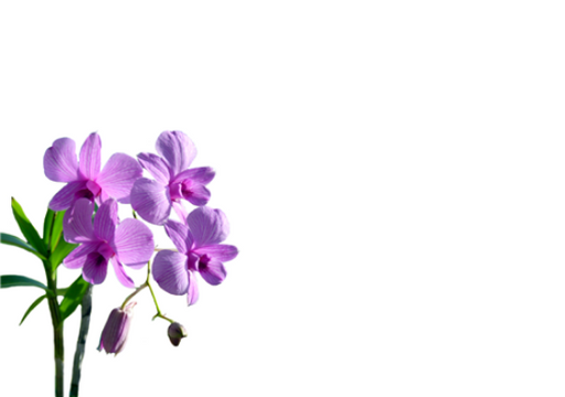 12 Large Florist Sympathy Message Cards - Blank  Lilac Orchids
