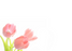 12 Large Florist Sympathy Message Cards - Blank Pink Tulips
