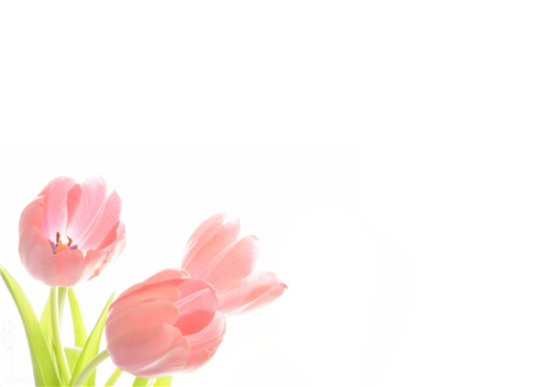12 Large Florist Sympathy Message Cards - Blank Pink Tulips