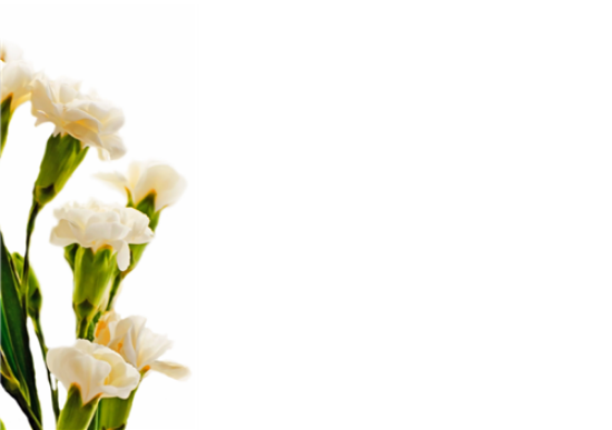 12 Large Florist Sympathy Message Cards - Blank Cream Carnations