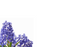 12 Large Florist Sympathy Message Cards - Blank Lilac Flowers