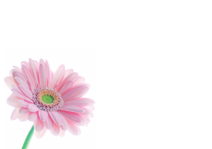12 Large Florist Sympathy Message Cards - Blank  Pink Gerbera