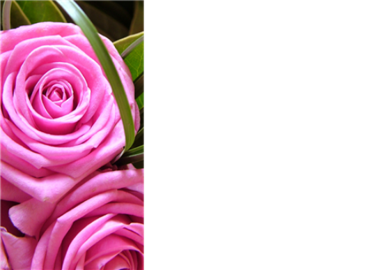 12 Large Florist Sympathy Message Cards - Blank Pink Roses
