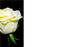 12 Large Florist Sympathy Message Cards - Blank Cream Rose