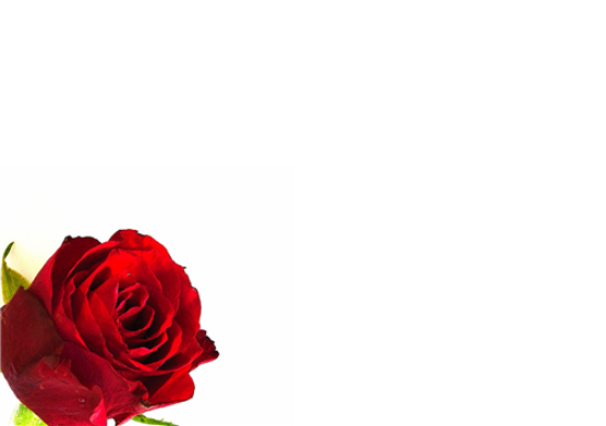 12 Large Florist Sympathy Message Cards - Blank Red Rose