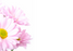 12 Large Florist Sympathy Message Cards - Blank Pink Daises