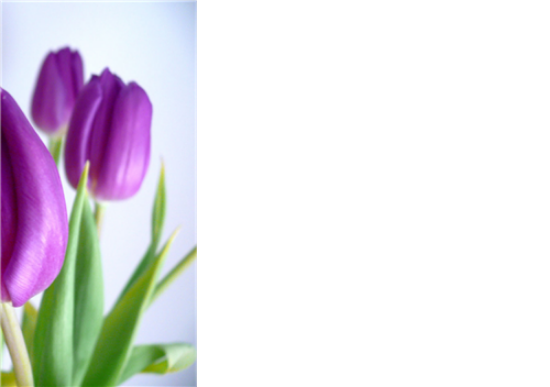 12 Large Florist Sympathy Message Cards - Blank Purple Tulips
