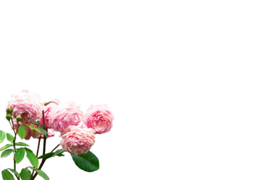 12 Large Florist Sympathy Message Cards - Blank  Pink Peonies