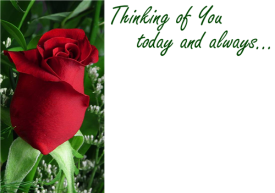 12 Large Florist Sympathy Message Cards - Thinking of you today and always