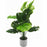 50cm Monstera  Plant In A White Pot