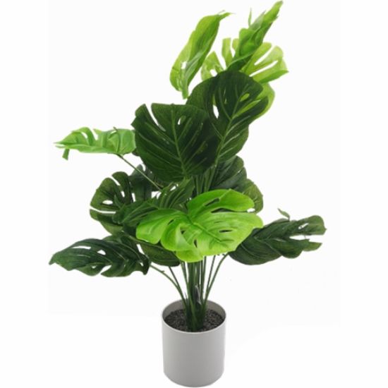 50cm Monstera  Plant In A White Pot