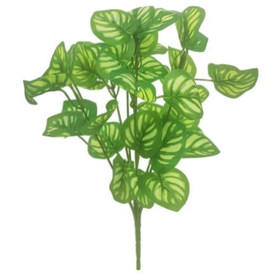 Green Calathea Leaf Bush x 32cm