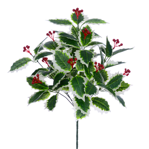 Variegated Green Holly & Berry Bush x 40cm
