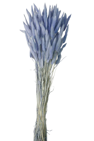 Bunny Tails Lagurus - Blue - 60cm Tall