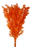 Preserved Ruscus 70/80cm - Orange - 150g