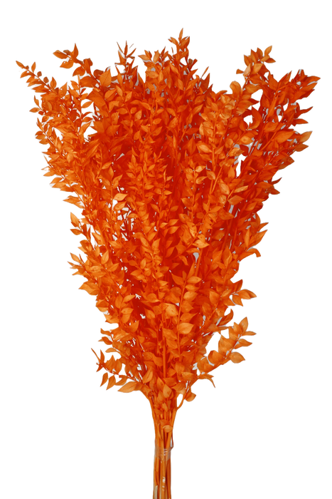 Preserved Ruscus 70/80cm - Orange - 150g