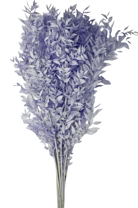 Preserved Ruscus 70/80cm - Blue - 150g