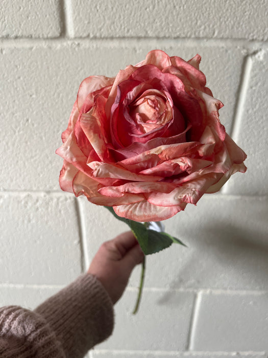 Burnt style single rose- pinky peach