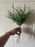 Green sedum bush