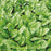 SPINACH Emilia F1 Seeds