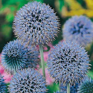 ECHINOPS Globe Thistle Seeds